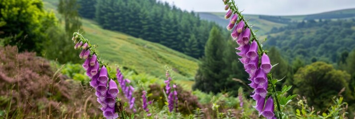 A purple foxglove flower against green forest hills background - obrazy, fototapety, plakaty