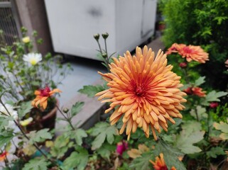 Orange Chrysanthemum flowers on the plant 