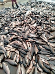 fresh fish at the market