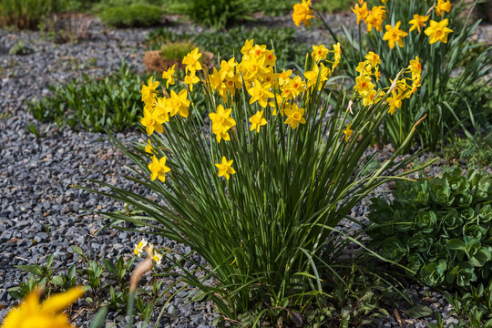 Blooming yellow spring flower Narcissus in the garden.