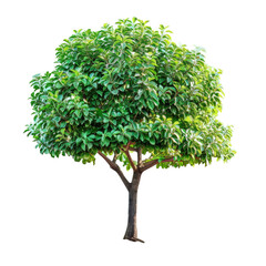 A close up of a tree with green leaves on a Transparent Background