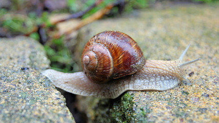 vineyard snail overcomes a gap between two stones