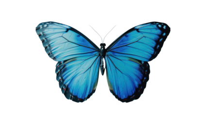
Butterfly with bright blue wings