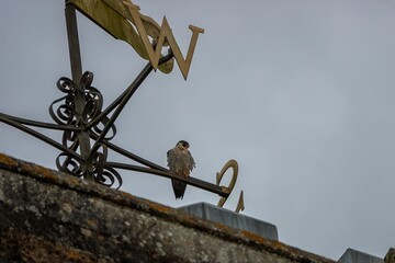 Peregrine Falcon Falco peregrinus perched on the weathervane at Romsey Abbey Hampshire England - obrazy, fototapety, plakaty