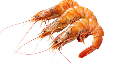 
The biggest shrimp