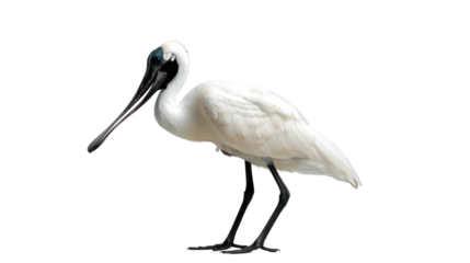 Black-faced Spoonbill: A bird with a distinctive black bill.