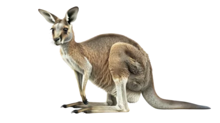 Foto op Plexiglas Brown kangaroo standing on white background © Phitthayathon