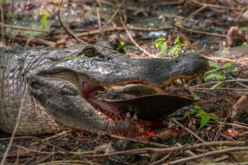 alligator in the everglades eating a soft-shelled turtle