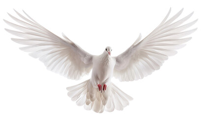 Fototapeta premium Beautiful flying white dove isolated
