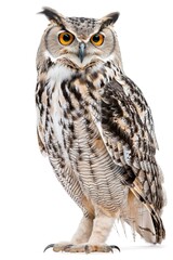 Obraz premium Eagle Owl Standing on White Background. Wild Animal Cut-out for Animal Themes with Grey Feathers and No People. Wildlife Photography