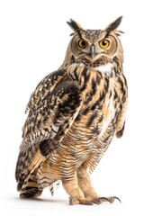 Eagle Owl Standing on White Background. Wild Animal in Grey with Cut-Out. Animal-Themed Wildlife, No People