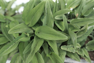 Fototapeta premium Drimiopsis maculata is a species of flowering ornamental plant belonging to the genus Drimiopsis in the morning