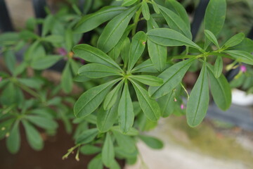 Ravenia spectabilis (Lemonia spectabilis, Ravenia rosea) variegated is an ornamental shrub produces bright pink flattened flowers green house.