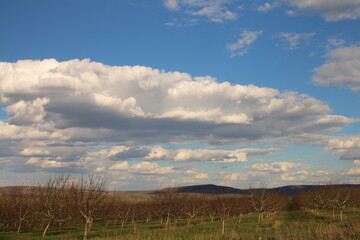 A field with trees and mountains in the background