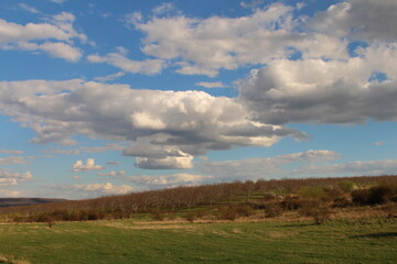 Obraz premium A field with trees and blue sky