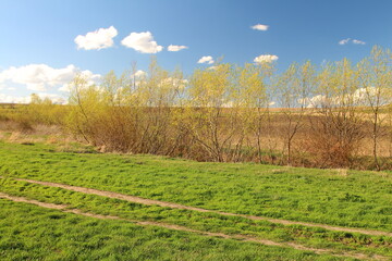 Fototapeta premium A field with trees and grass