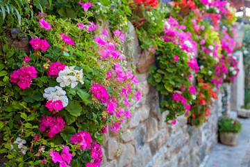 Walls of Yvoire are adorned with a tapestry of geraniums, their pink and red blossoms offering a...