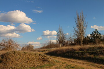 A grassy field with trees and blue sky