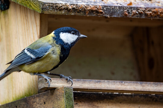 Blaumeise vor der Futterstelle, checkt die Lage