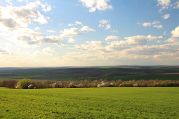 Obraz premium A grassy field with trees in the background