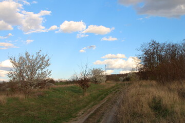 Fototapeta na wymiar A dirt road with trees and blue sky with clouds