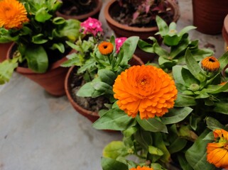 orange gerbera daisy flower
