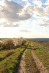 A dirt road with trees on either side of it