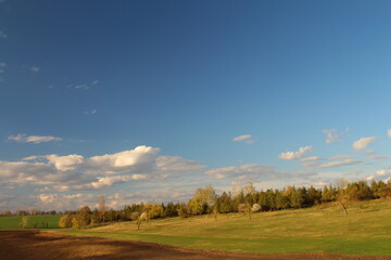 A field with trees and blue sky