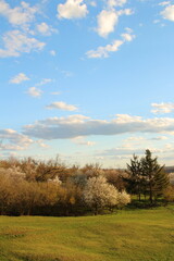 A field with trees and blue sky
