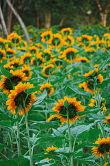 Field of sunflowers with the bright sunlight. Sunflower photos on the rear. Sunflowers are the flowers like sunny
