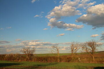 Fototapeta na wymiar A field with trees and blue sky