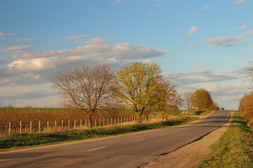 A road with trees and grass on both sides