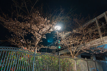 街灯と夜桜