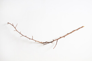 dry branch on a white background, top view, close-up