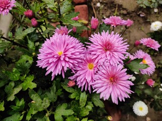 Pink or Mauve Chrysanthemum flowers on the plant 