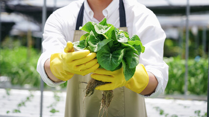 A man farmer is holding organic vegetables in hand. He is wearing a white shirt and apron on...