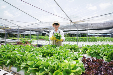 A man farmer is holding organic vegetables in hand. He is wearing a white shirt and apron on hydroponic farm cultivation for healthy diet.