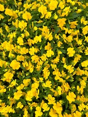 Obraz premium yellow flowers background
