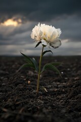 Close-up of a peony striving to grow in dark, saturated soil, with a backdrop of stormy lighting - obrazy, fototapety, plakaty