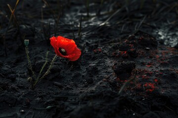 A poppy growing in shadowed, soggy ground, with its bright color stark against the dark earth - obrazy, fototapety, plakaty