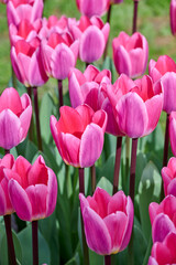 tulip Light and Dreamy in the sun, beautiful, from pink to purple