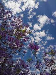 Arbol natural de jacaranda con vista el cielo azul y nubes de fondo.