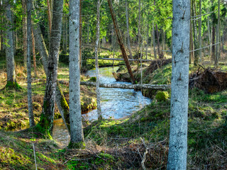 Silent Serenity: The Enchanting River of Whispering Woods