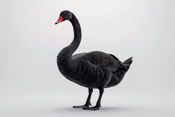 a black goose with a red beak - obrazy, fototapety, plakaty
