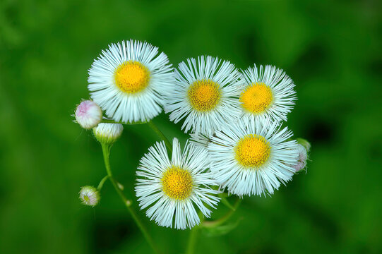 daisy fleabane in the field