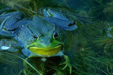 frog in the water - obrazy, fototapety, plakaty