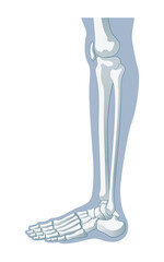 脚の骨