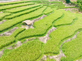 Beautiful scenery of Yahu Rice Terraces in Wuzhishan, Hainan, China