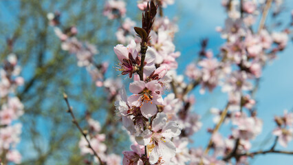 Branches of peach with flowering flowers on a sunny day. - 775196391