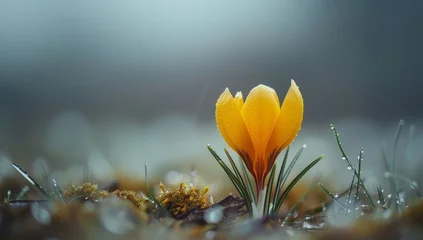 Fotobehang Spring crocus flower © paul